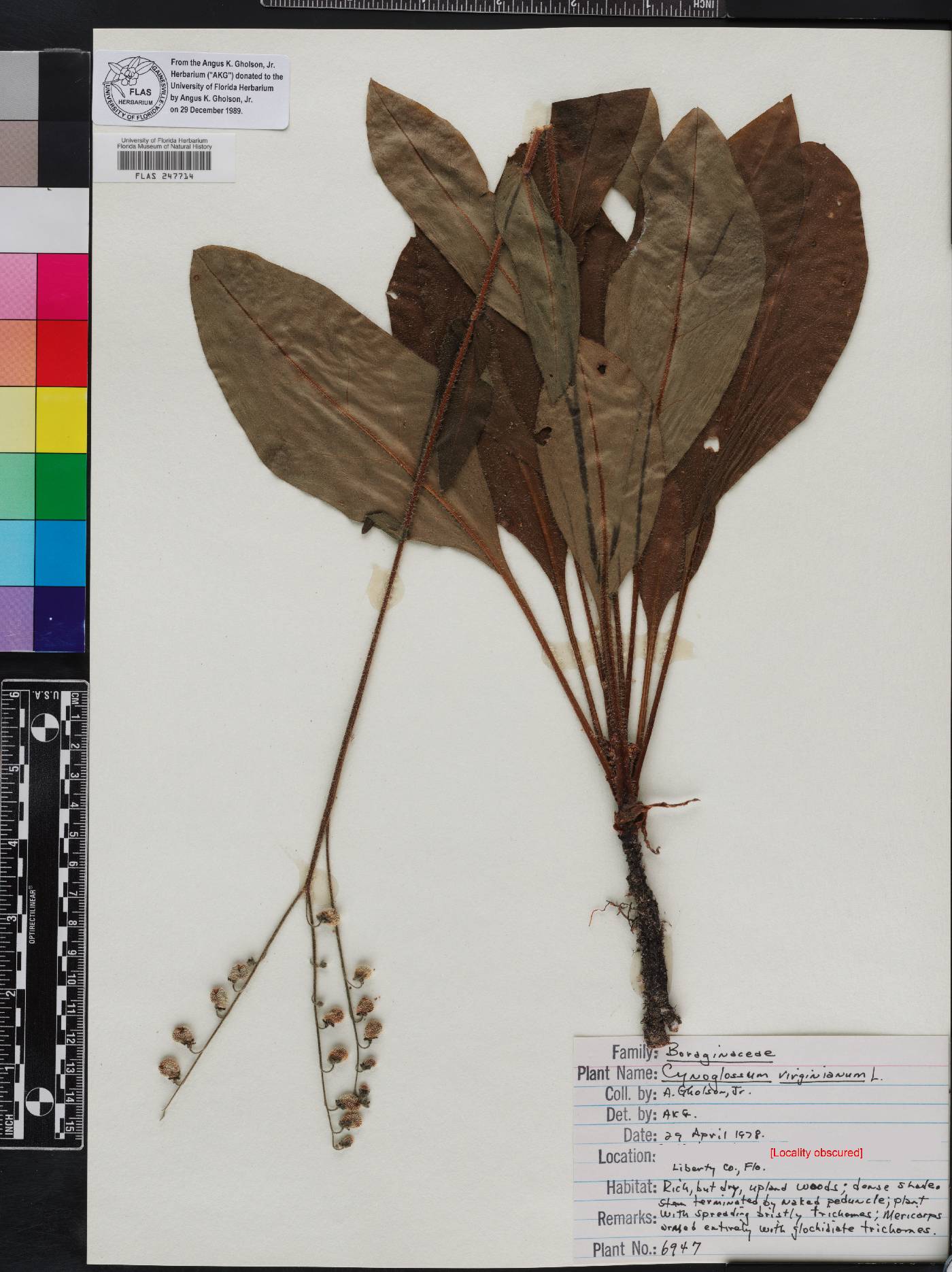 Andersonglossum virginianum image