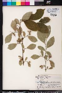 Styrax americanus image