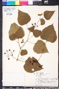 Ampelopsis cordata image