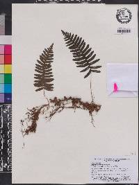 Polypodium appalachianum image