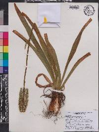 Amianthium muscitoxicum image