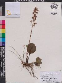 Pyrola americana image