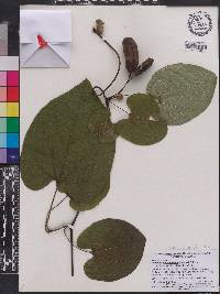 Aristolochia macrophylla image