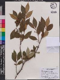 Aronia melanocarpa image