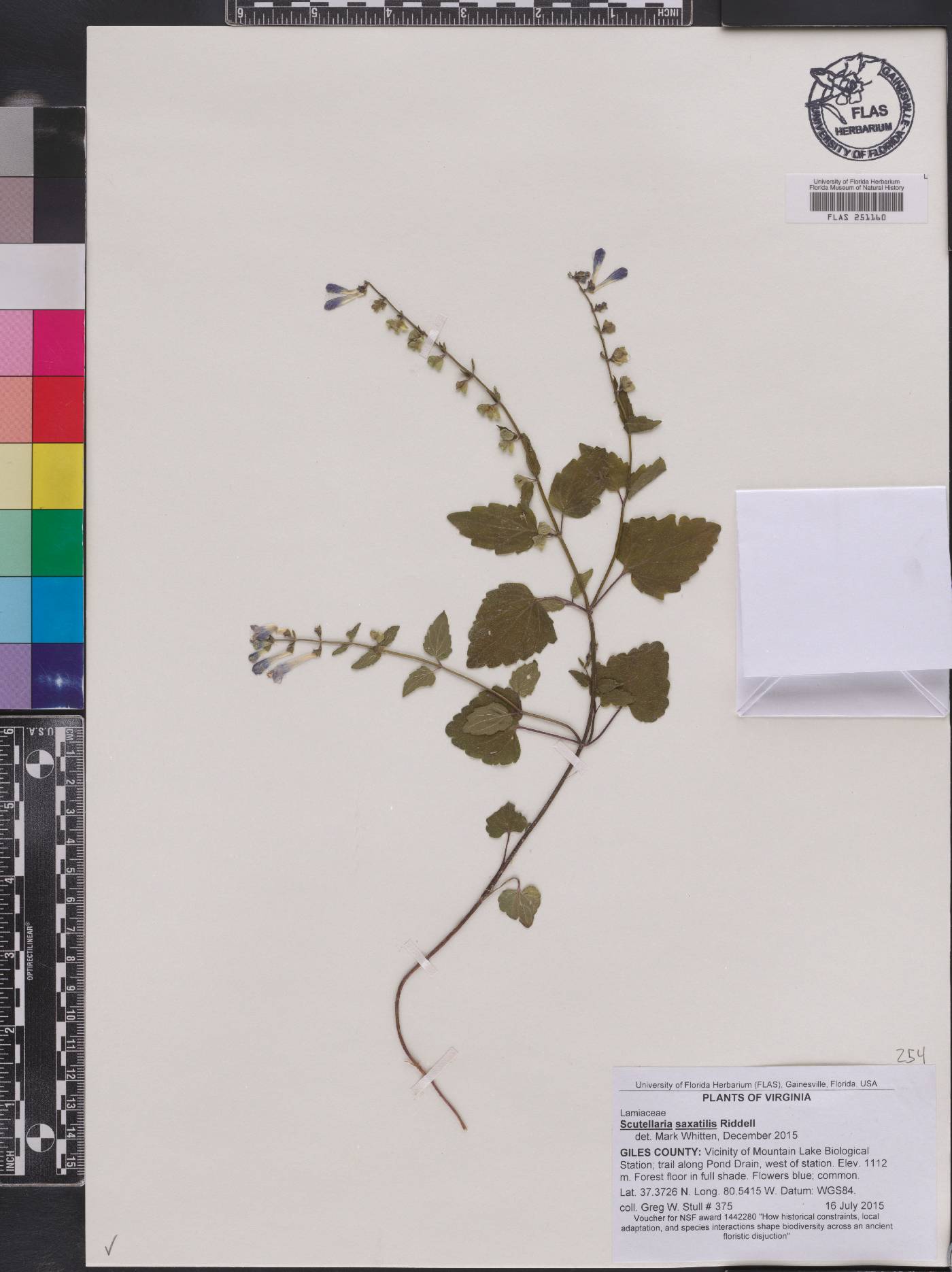 Scutellaria saxatilis image