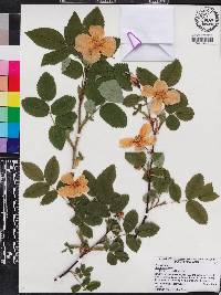 Rosa acicularis image