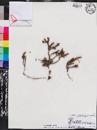 Cassiope tetragona image
