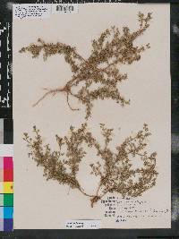 Lepidium didymum image