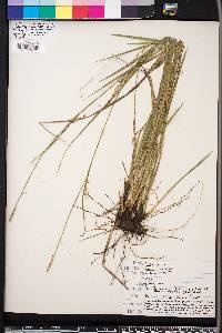 Carex striatula image