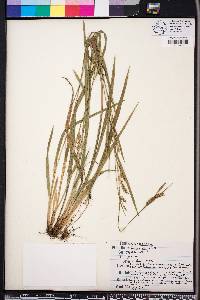 Carex striatula image