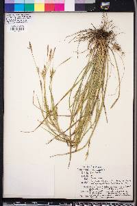 Carex striatula image