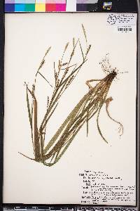 Carex striatula image