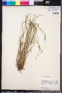 Carex striatula image