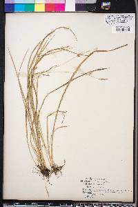 Carex styloflexa image