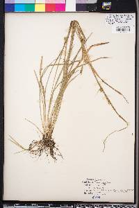 Carex styloflexa image