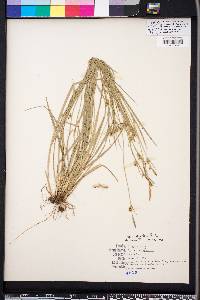 Carex styloflexa image