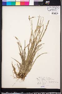 Carex styloflexa image