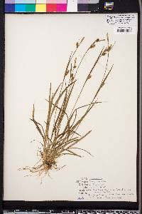 Carex styloflexa image