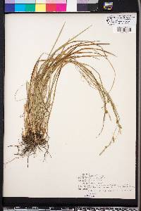 Carex styloflexa image