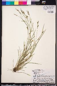 Carex styloflexa image