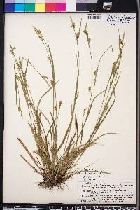 Carex styloflexa image