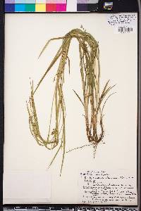 Carex styloflexa image