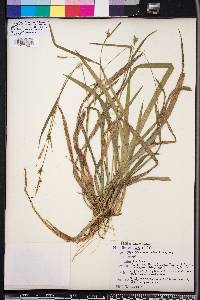 Carex styloflexa image