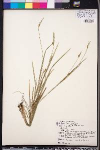 Carex styloflexa image