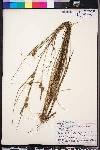 Carex tenax image