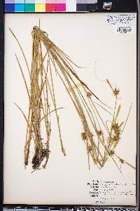 Carex turgescens image