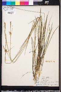 Carex turgescens image