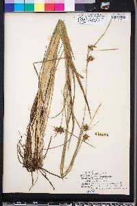 Carex turgescens image