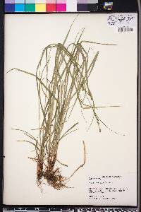 Carex virescens image