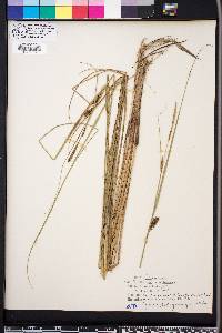 Carex walteriana image