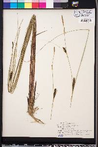 Carex walteriana image