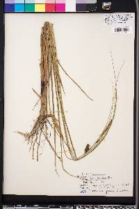 Carex walteriana image