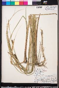 Carex walteriana image