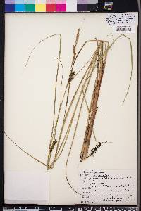 Carex walteriana image