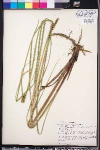 Carex walteriana image