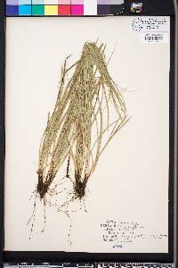 Carex willdenowii image