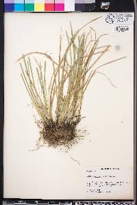 Carex willdenowii image