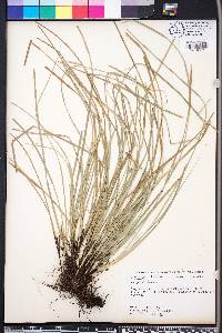 Carex willdenowii image