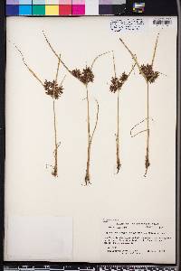 Cyperus flavicomus image