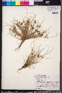 Cyperus squarrosus image