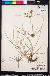 Cyperus croceus image