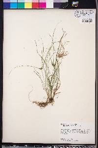 Cyperus croceus image