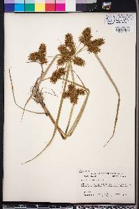 Cyperus erythrorhizos image