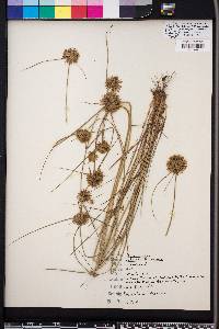 Cyperus lupulinus subsp. lupulinus image