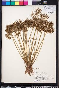 Cyperus haspan image