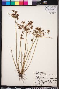 Cyperus haspan image